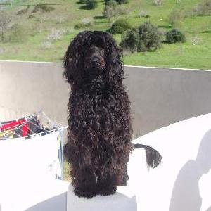 portuguese water dog : Spi Da Estrela Do Mar